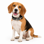 Mowmy Tails Premium Soft Padded Reflective Collar